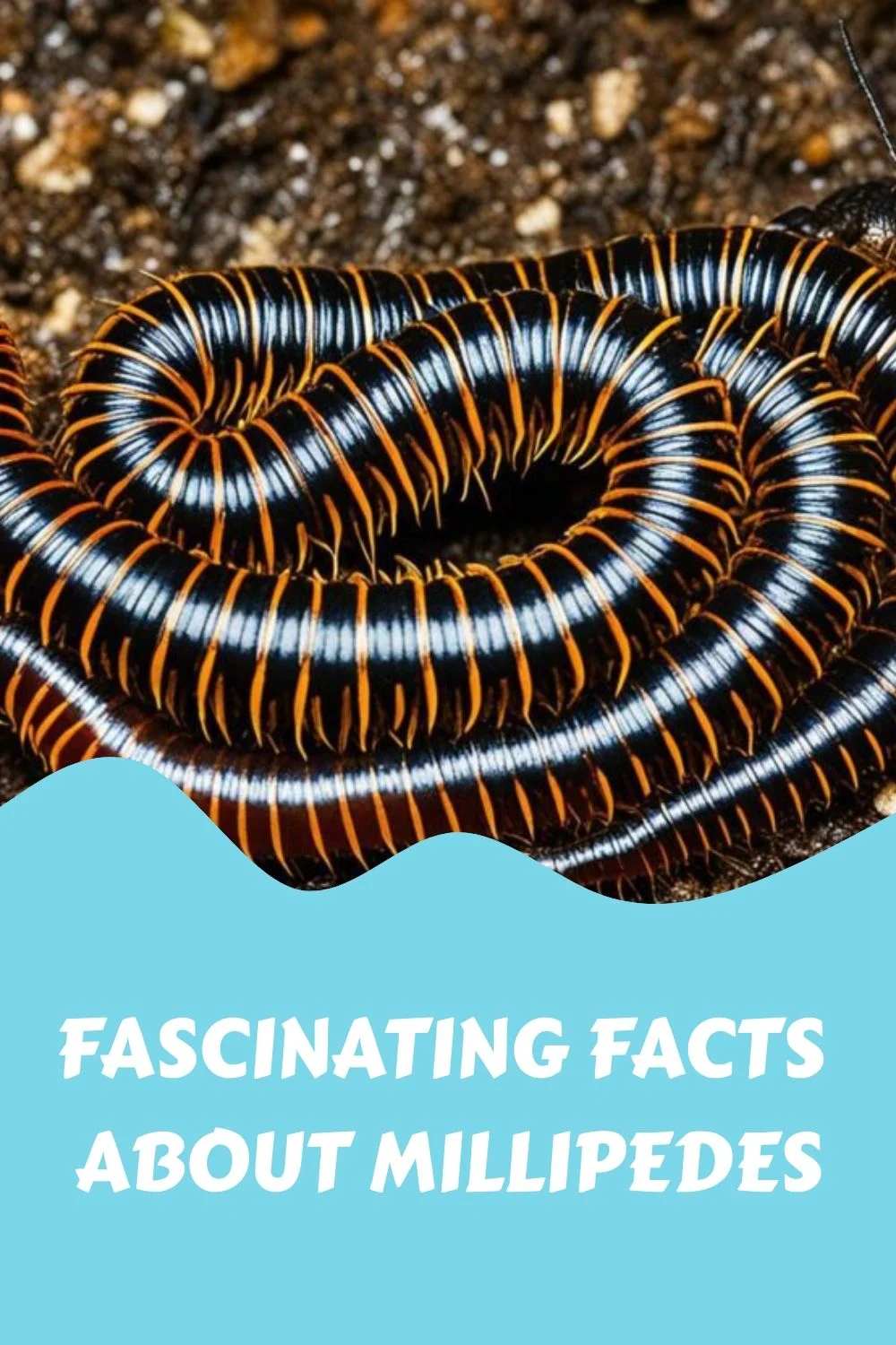 What Are Millipedes a Sign of? Understanding Their Presence in Your Home