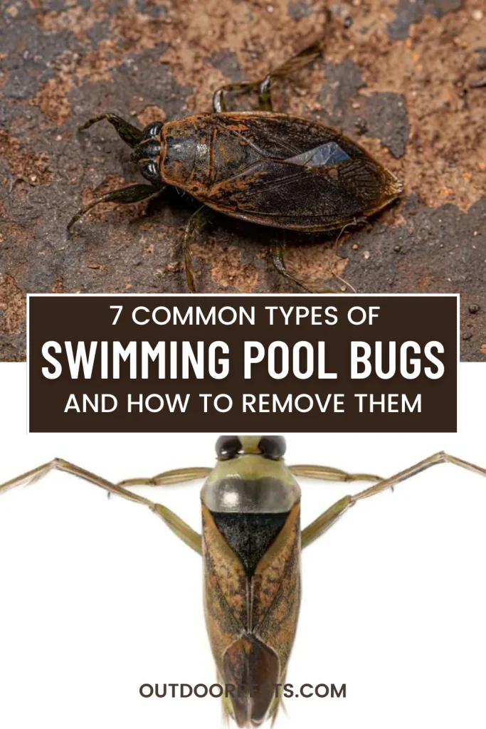 What Are the Bugs Swimming in My Pool? Common Species Explained