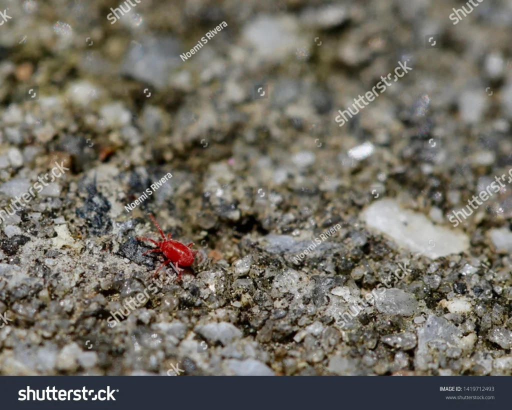 what are the little tiny red bugs on concrete?