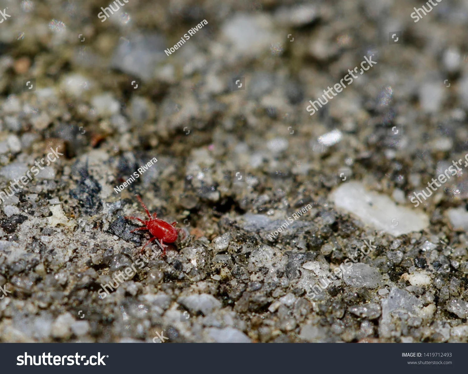 what are the little tiny red bugs on concrete?