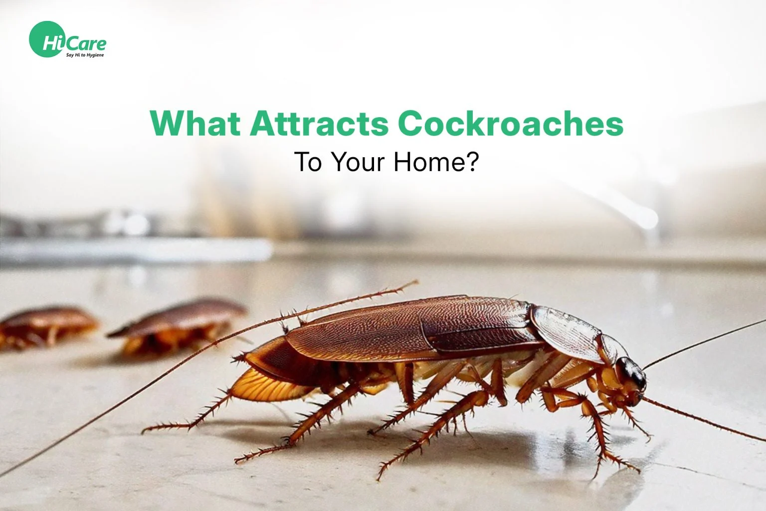 what attracts cockroaches in your home: Understanding the Basics