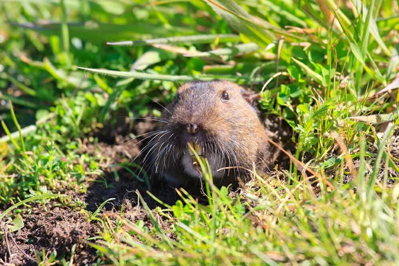 What Attracts Gophers: Why This Pest Appears in Homes and Gardens