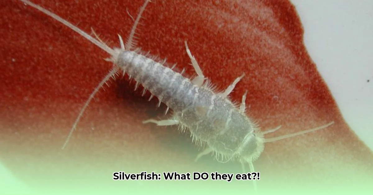 What Attracts Silverfish: Food Sources and Moisture
