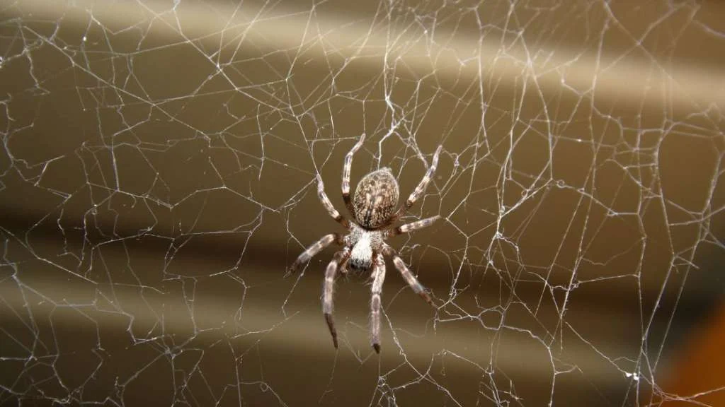What Causes a Spider Infestation – Signs You Shouldn’t Ignore