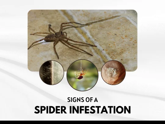 What Causes a Spider Infestation: Why These Arachnids Enter Your Home