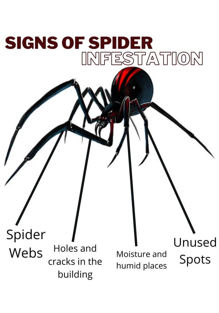 What Causes a Spider Infestation