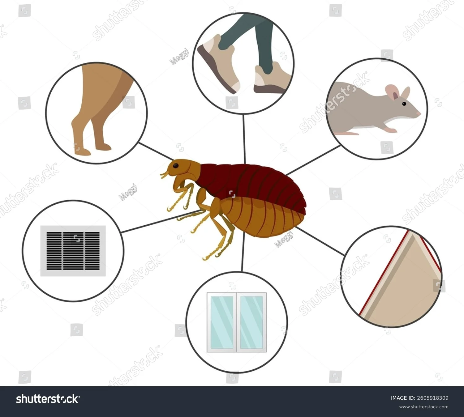 what causes flea infestations: Biological and Environmental Factors