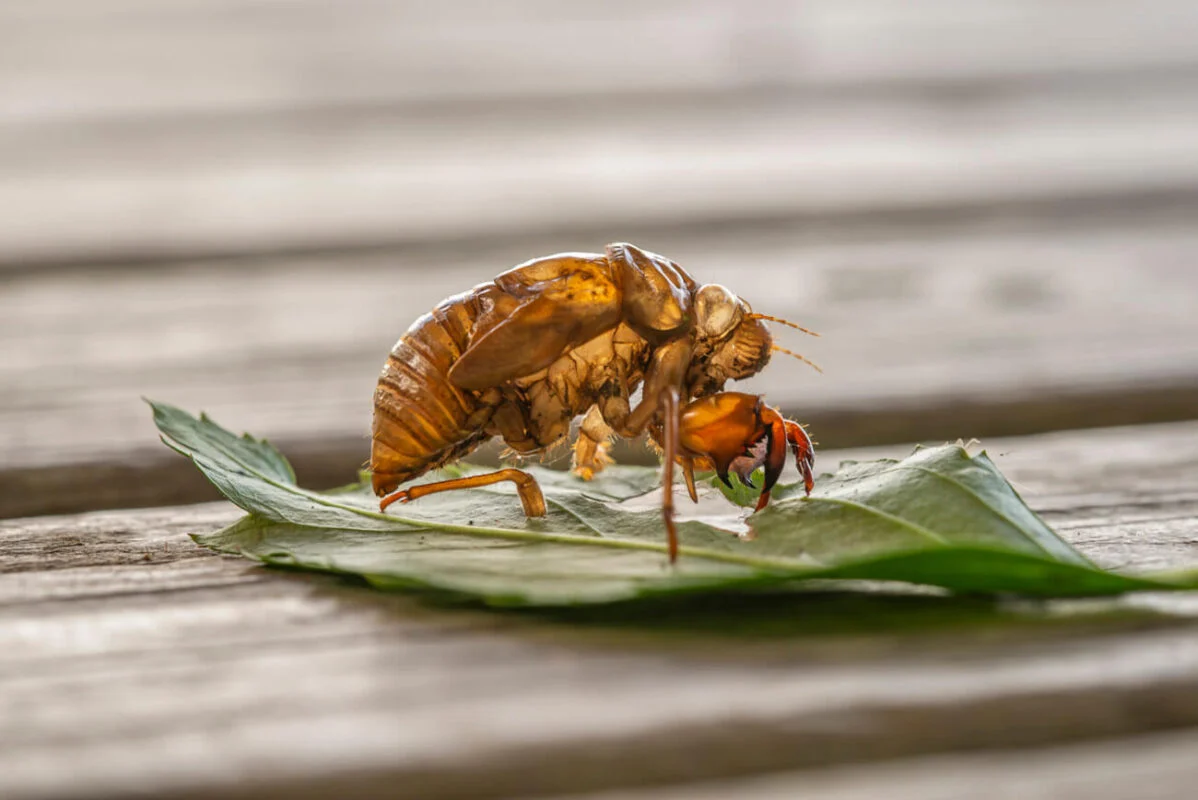 what does a cicada shell look like – A detailed description