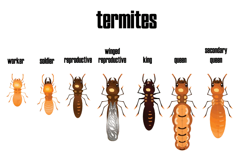 what does a young termite look like: identifying the early stages