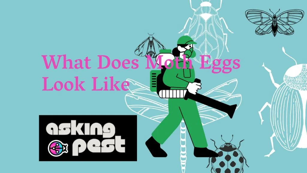 what does moth eggs look like? Understanding the Basics