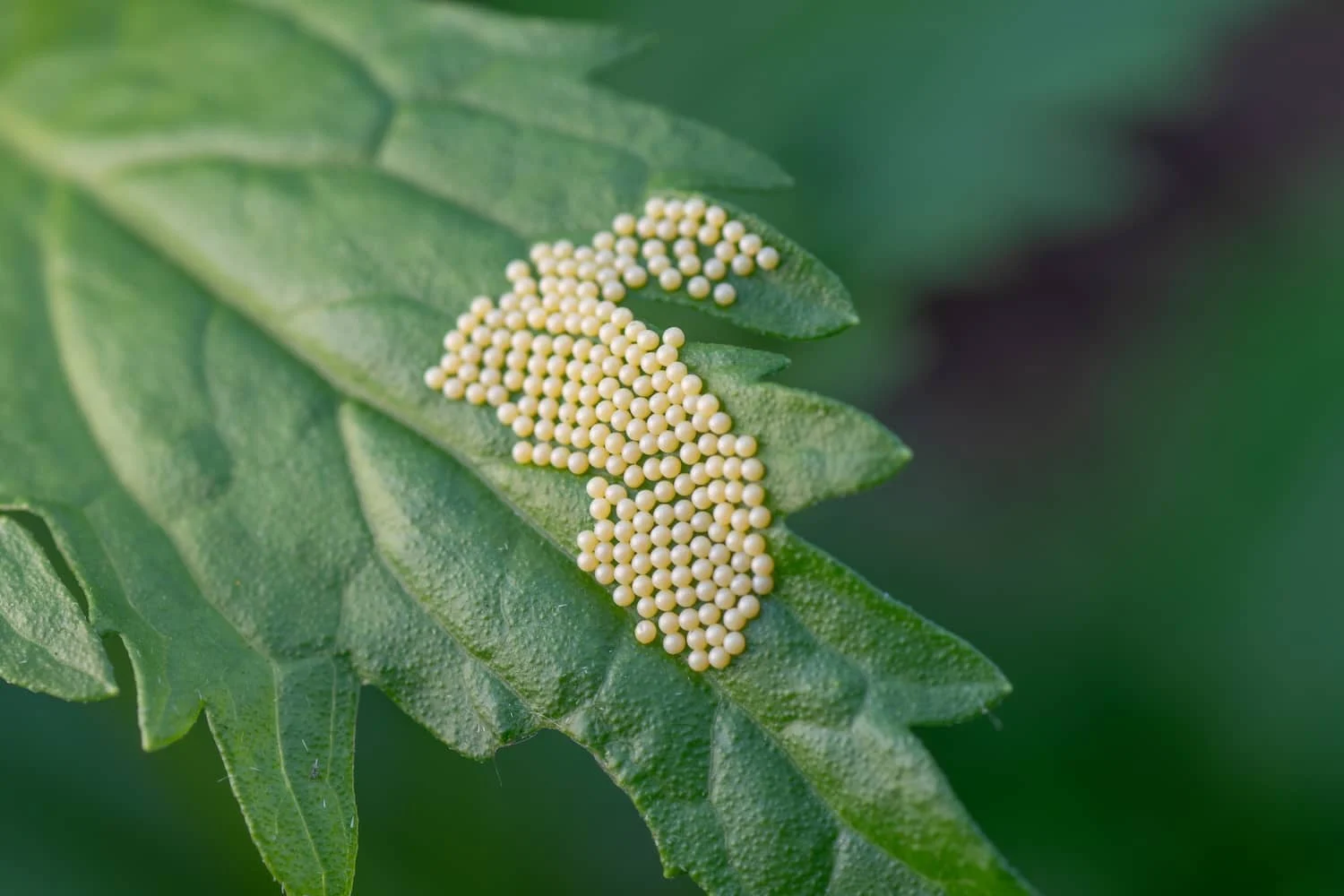what does moth eggs look like – Why This Pest Appears in Homes