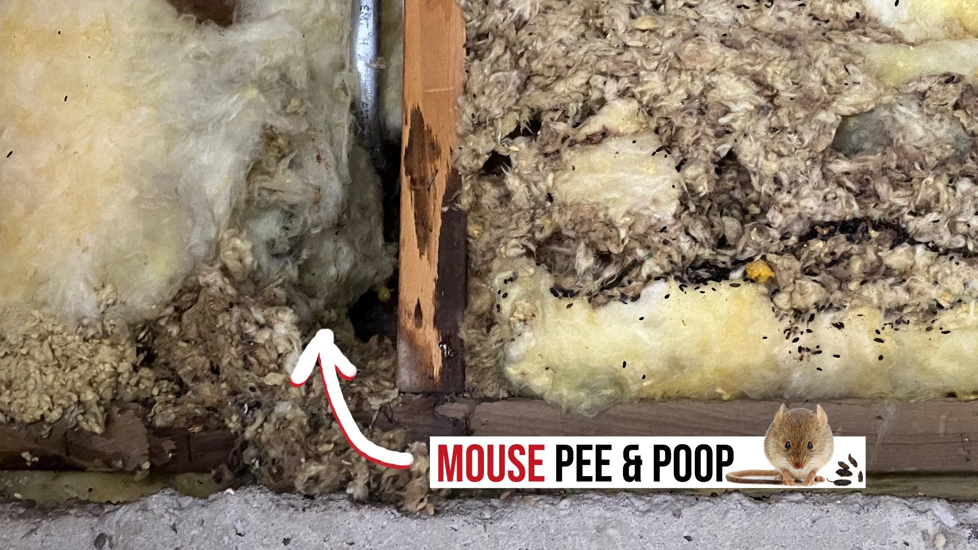 what does mouse poop smell like?