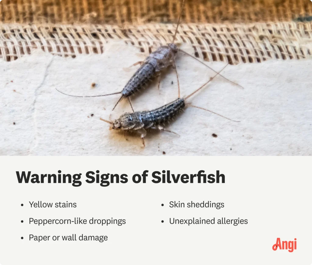 what does silverfish damage look like? Common Signs and Affected Materials