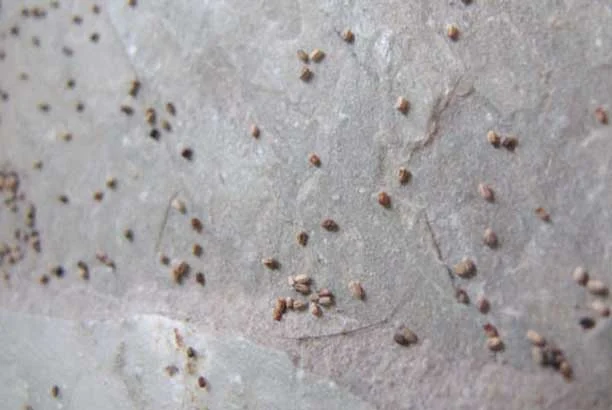 what does silverfish poop look like – identifying the droppings