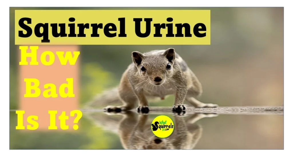 What Does Squirrel Urine Smell Like in Different Parts of the Home?