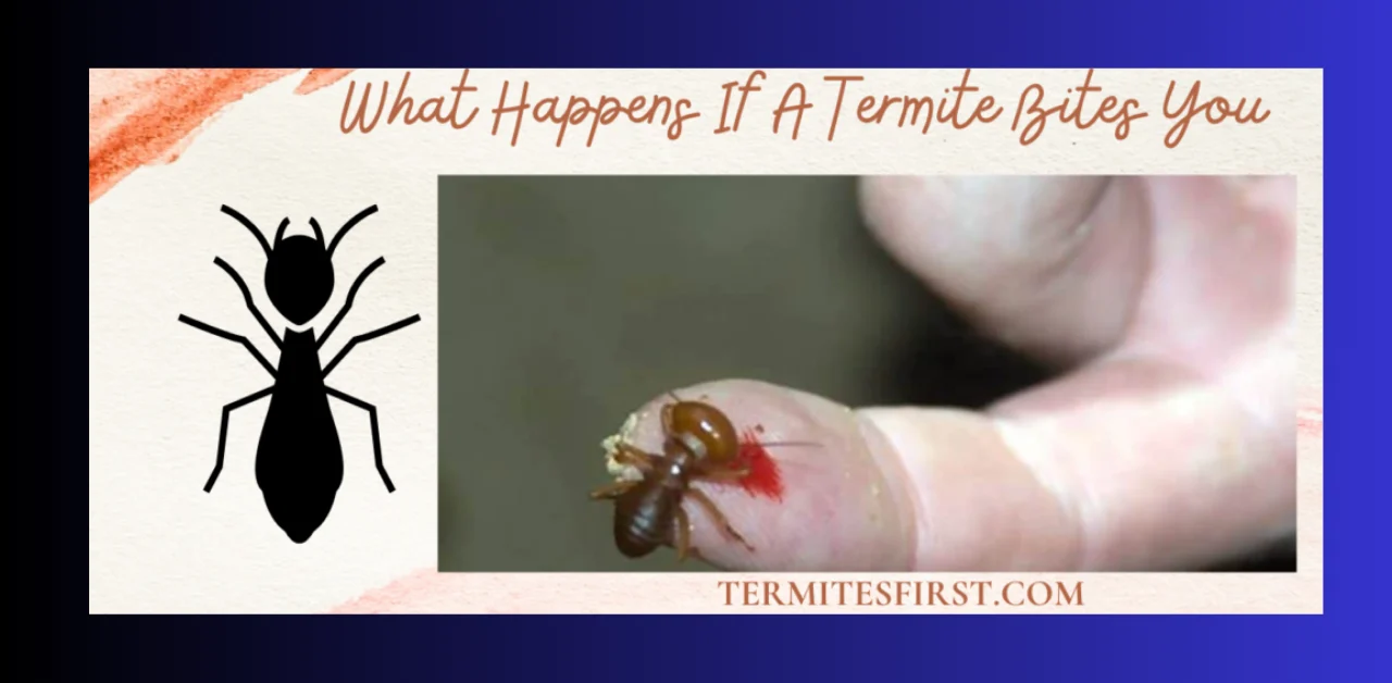 What Does Termite Bites Look Like? – Visual Characteristics