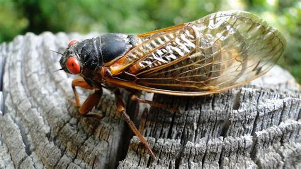 What Does the Cicada Look Like: Physical Characteristics