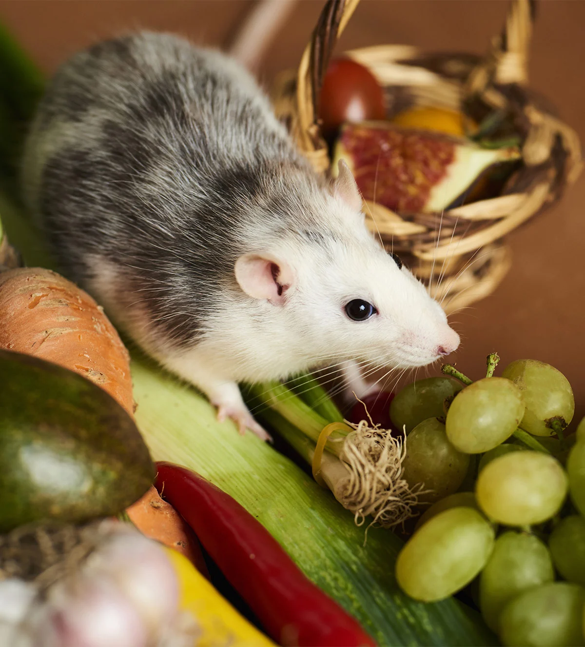 what food do rats like the most