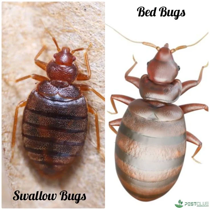 What Is a Swallow Bug? Identifying the Insect