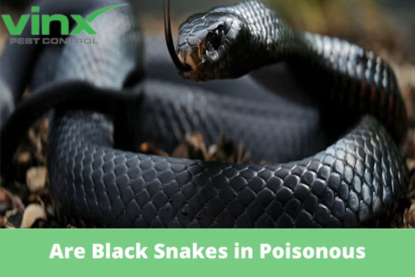 what is this black snake: Why This Pest Appears in Homes