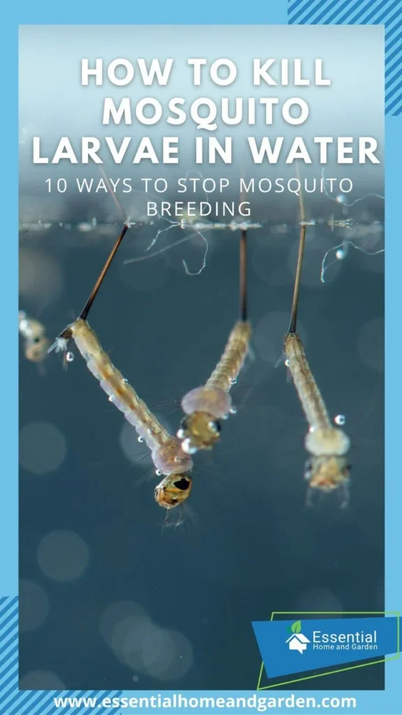What kills mosquito larvae in standing water: Natural Removal Methods