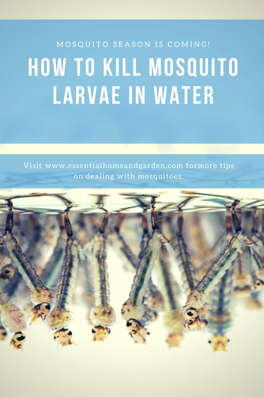 What kills mosquito larvae in standing water: Understanding the Basics