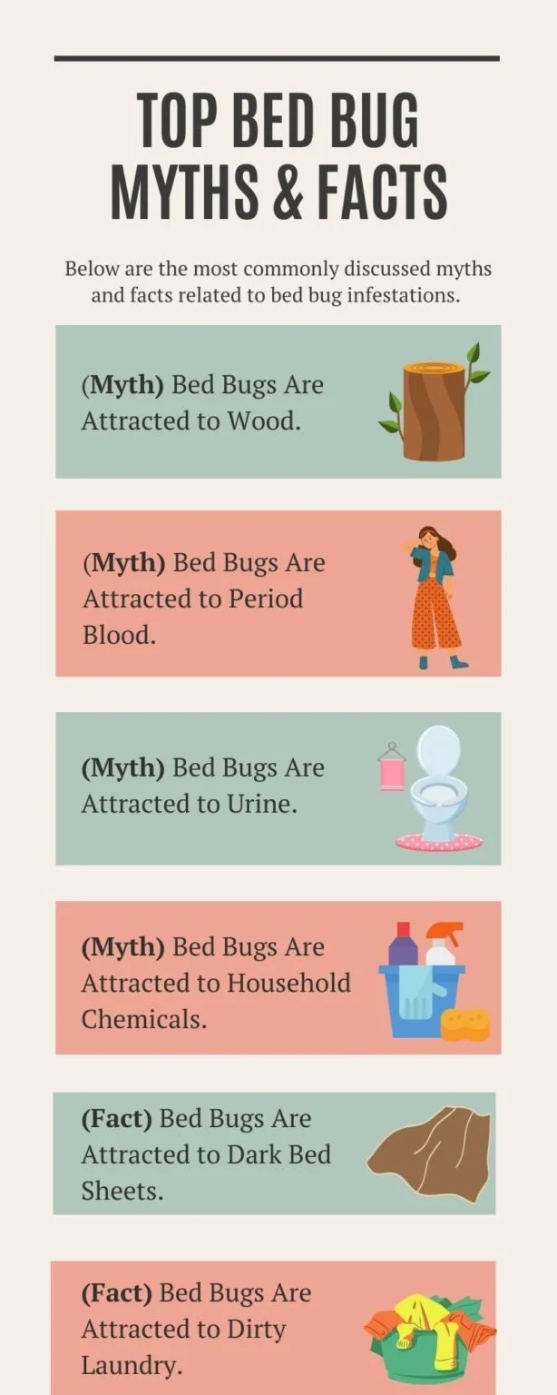 What Really Attracts Bed Bugs to Your Home – Common Factors