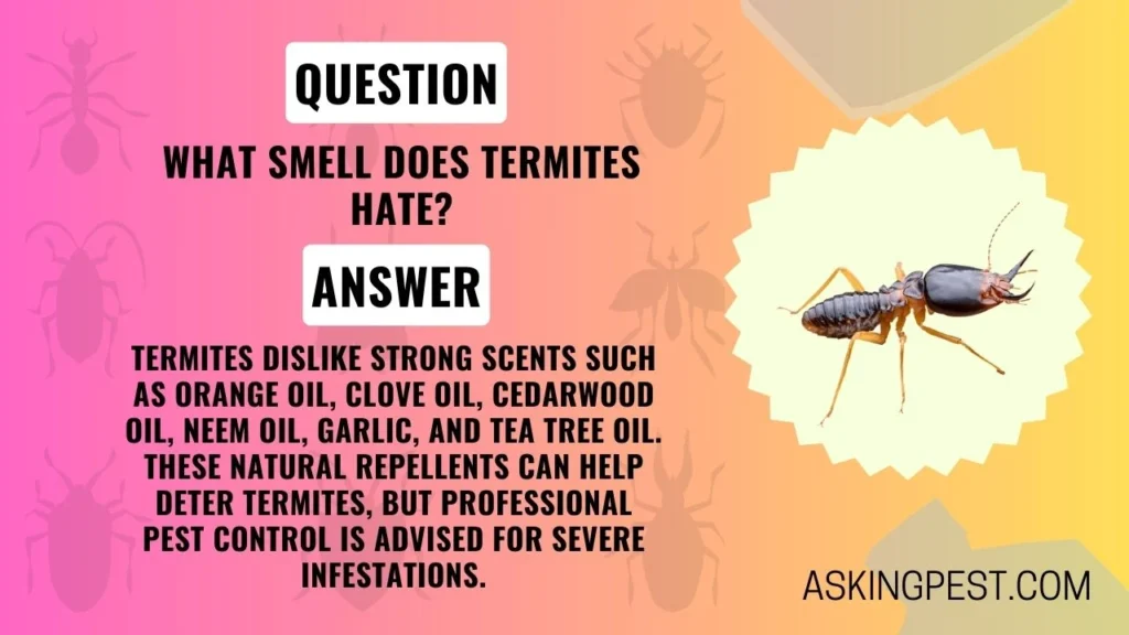 What Smell Does Termites Hate? Understanding the Science Behind the Aversion