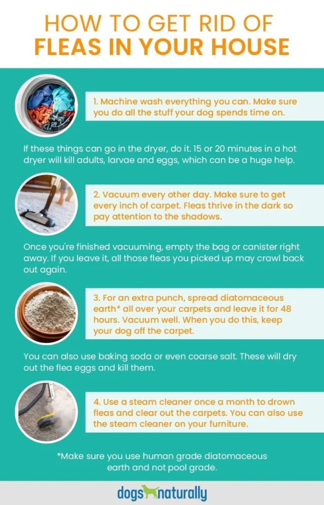 What to Do After Flea Treatment: Immediate Actions
