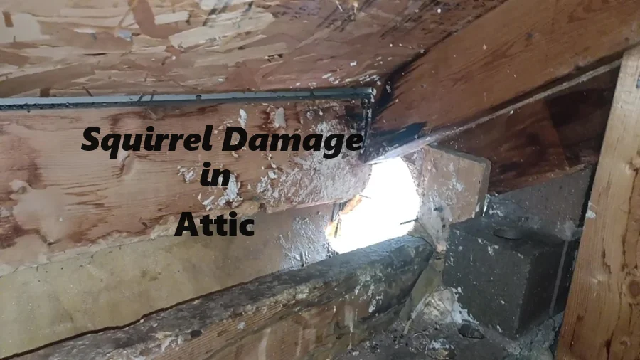 what to do if you have squirrels in your attic: Signs of Infestation