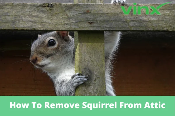 what to do if you have squirrels in your attic: Why This Pest Appears in Homes