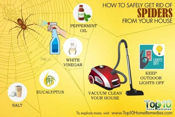 what to do when you find a spider inside: Immediate Steps