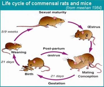 When Do Mice Breed: The Basics of Their Reproductive Cycle