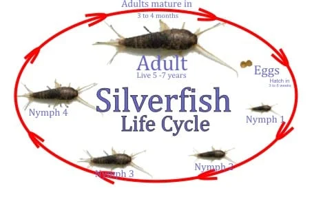 when do silverfish spawn: Understanding Their Reproductive Cycle