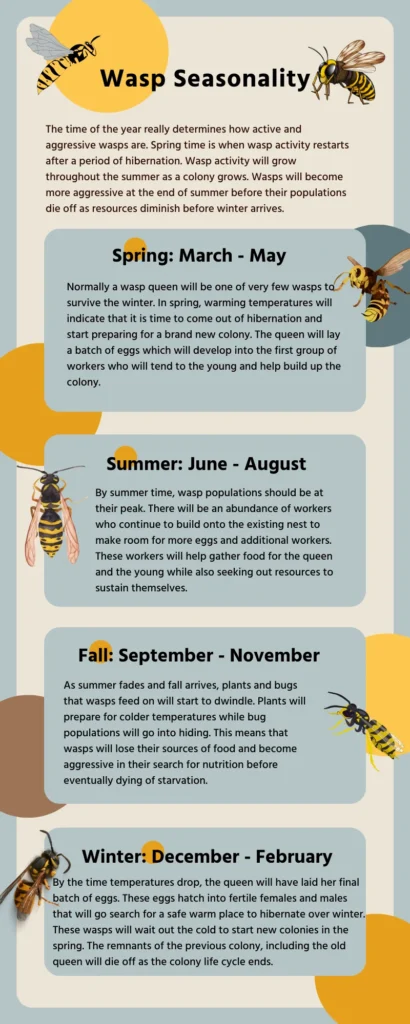 When is wasp season over? Understanding the Natural Timeline