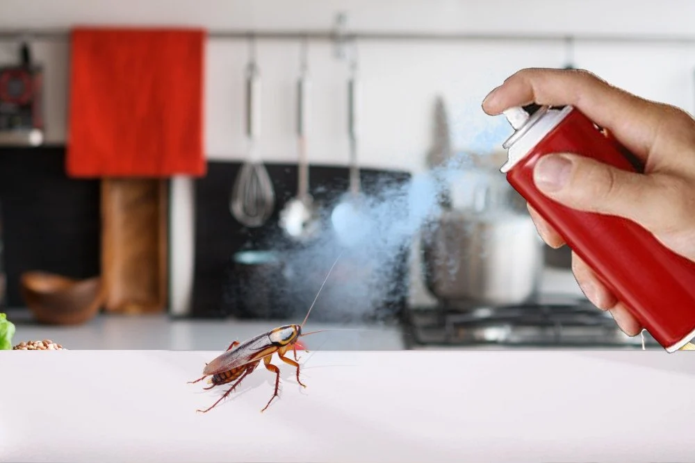 when pest control sprays for roaches: Understanding the Timing and Process