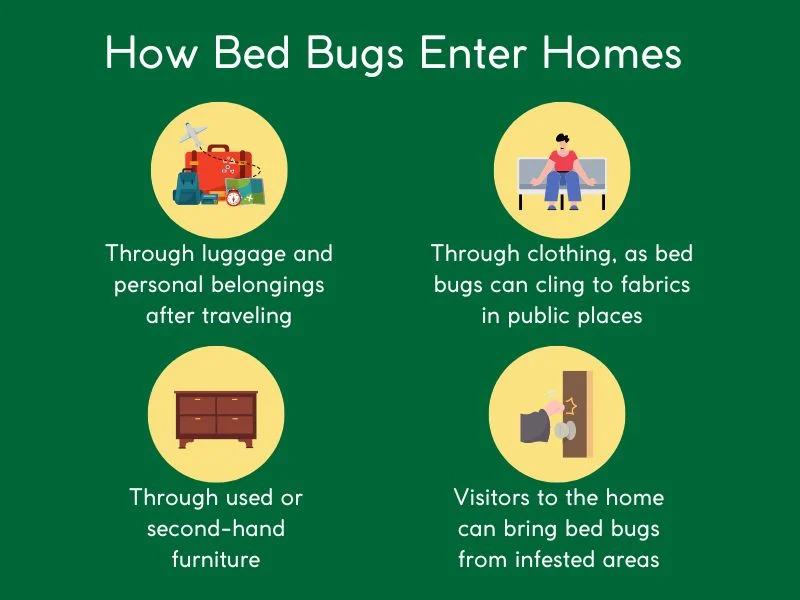 where bed bugs come from in the house: Understanding Their Entry Points