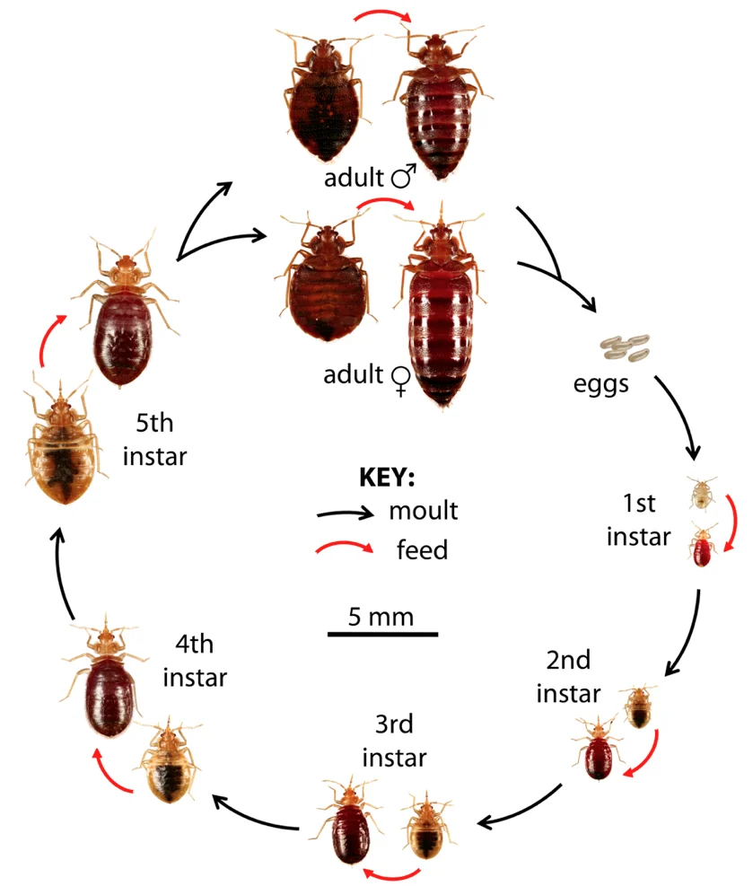Where Bed Bugs Originate From: Historical and Geographical Roots