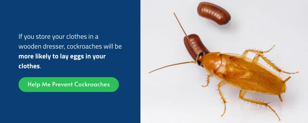 where do cockroaches lay eggs? Common Locations Inside the Home