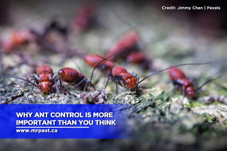 Why Ant Control Is Needed: Understanding the Invader