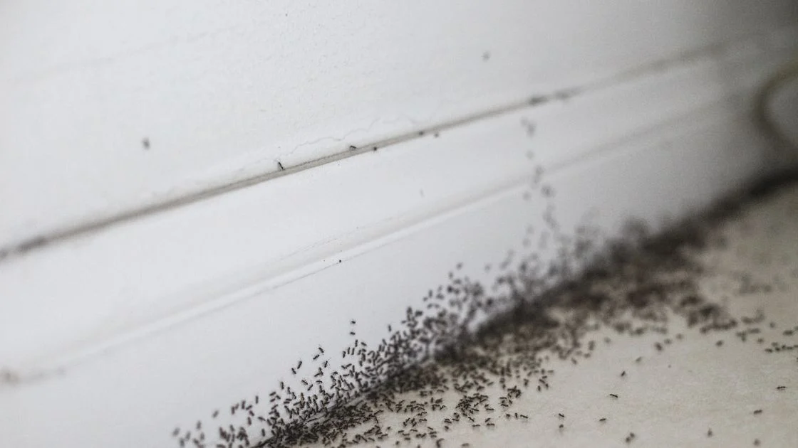 Why Ant Spotlight Little Black Ants Appear in Homes