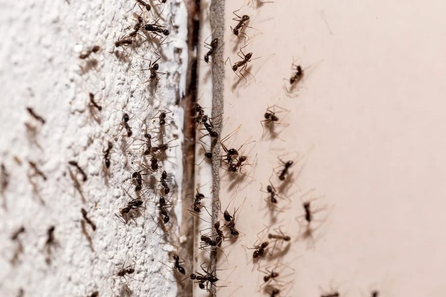 Why Ants Appear in Your Laundry Area