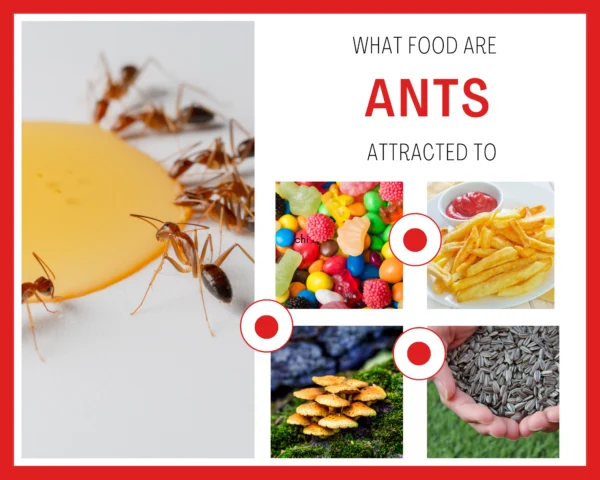 Why Ants Are Attracted to Certain Foods