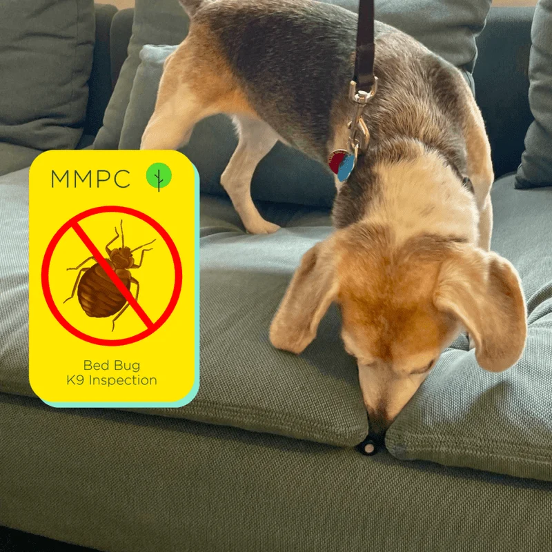 Why Bed Bug Sniffing Dogs Canine Bed Bug Inspection Services in NYC Are a Game‑Changer