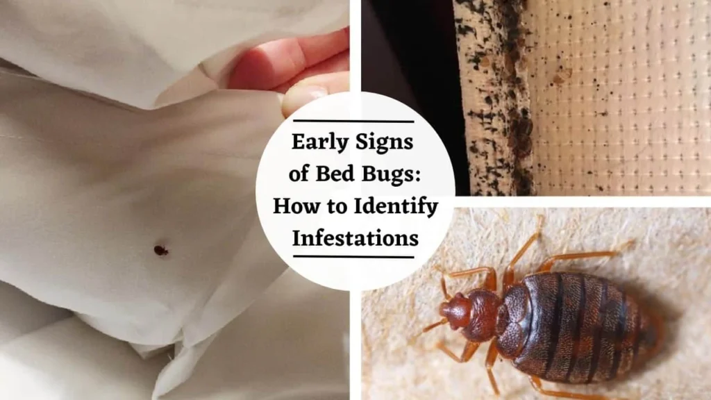 Why Bed Bugs Appear in Homes