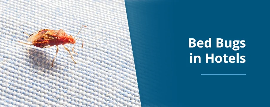 Why Bed Bugs Appear in Hotels and Other Lodging