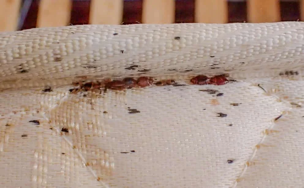 Why Bed Bugs Appear in Roswell Homes