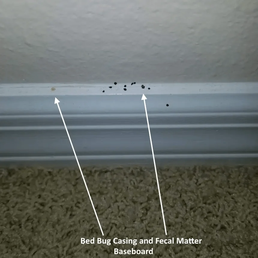 Why Bed Bugs Appear in Tarpon Springs Homes