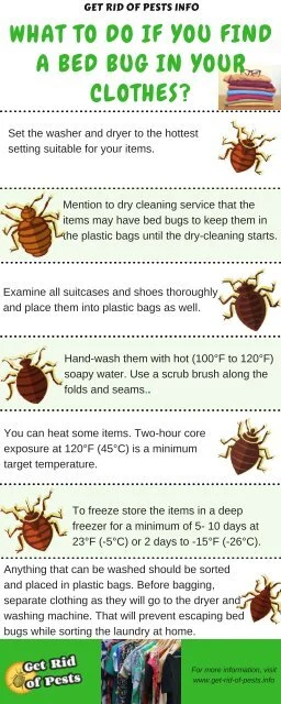 Why Bed Bugs Hide in Laundry and Clothing