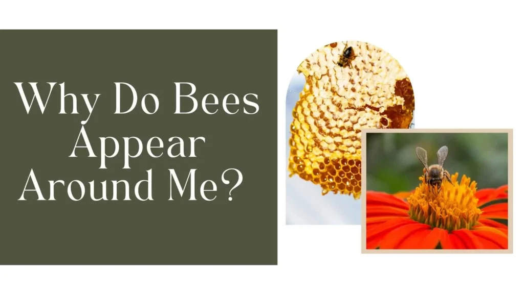 Why Bees Appear Around Your Home